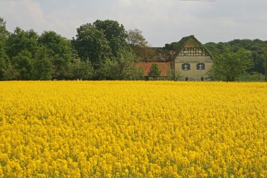 Castle Scheventorf with rape, Germany clipart