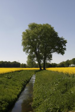 Tree with rape field and brook in German clipart