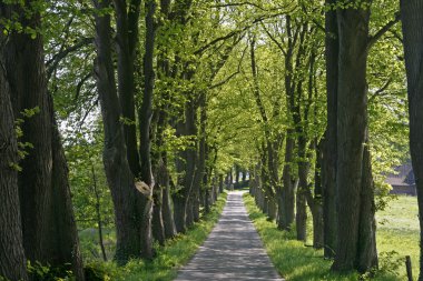 Alley with trees, Lower Saxony, Germany clipart