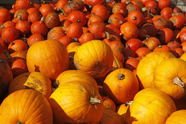 Pumpkin (Cucurbit) harvest in autumn — Stock Photo, Image