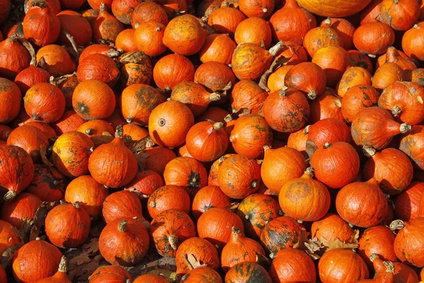 Pompoen (Cucurbit) oogst in de herfst — Stockfoto