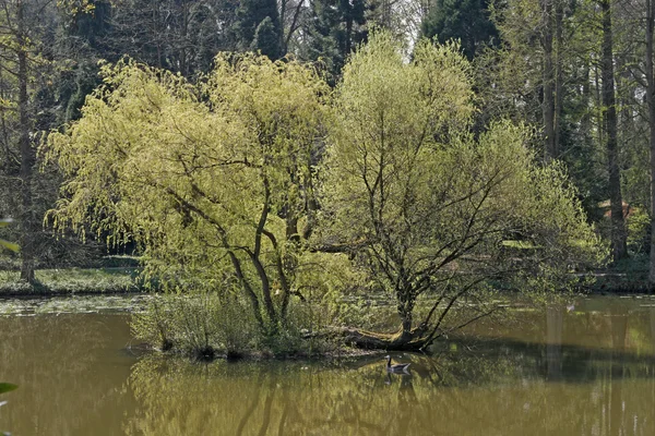 봄, 독일에 있는 버드 나무와 연못 — 스톡 사진