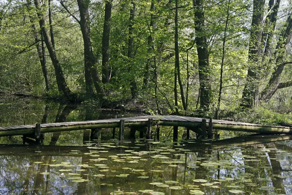 Pond with water reflection and wooden br — Stock Photo, Image