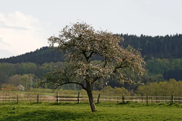Apple tree in Lower Saxony, Germany — Stock Photo, Image