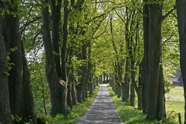 stock image Alley with trees, Lower Saxony, Germany