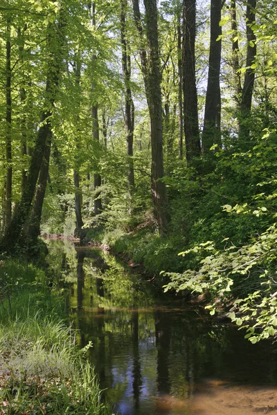 在春天，德国小溪 — 图库照片