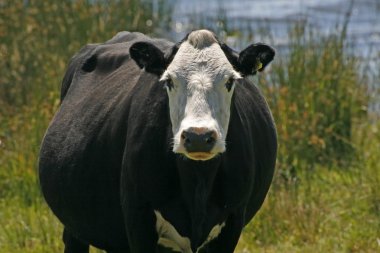 Black and white cow, Cornwall, England clipart