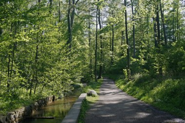 Orman patika ile brook, Almanya