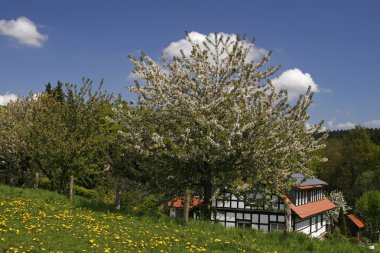 Cherry tree with timbered house in Hagen clipart