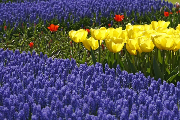 Смесь тюльпанов, Сорт Кибачи, Нидерланды — стоковое фото
