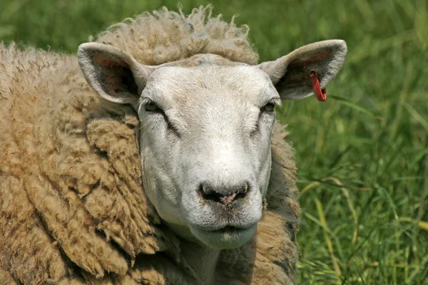 羊、肖像画 — ストック写真