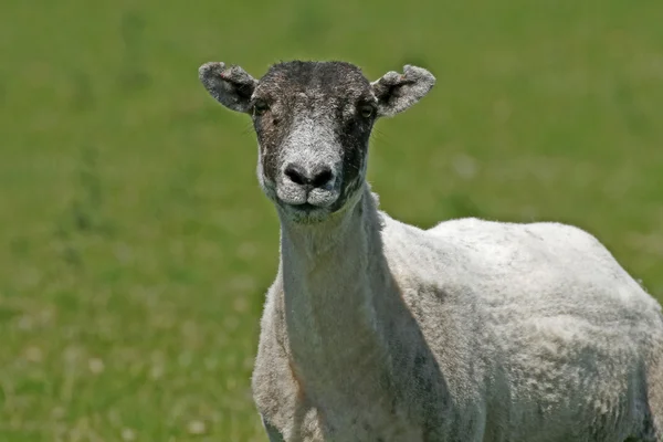 Овцы, Корнуолл, Юго-Западная Англия — стоковое фото