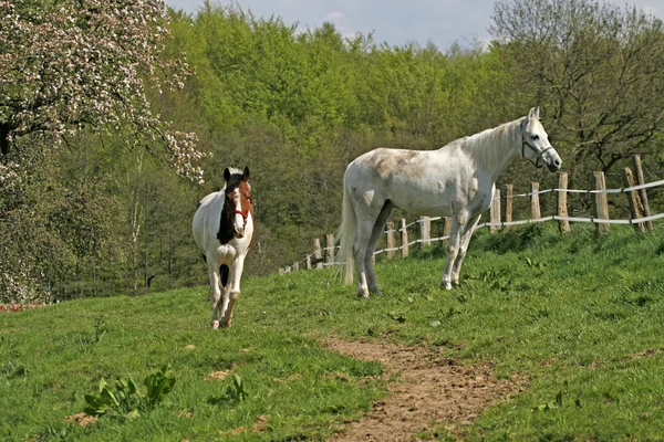 Dva arabské koně — Stock fotografie
