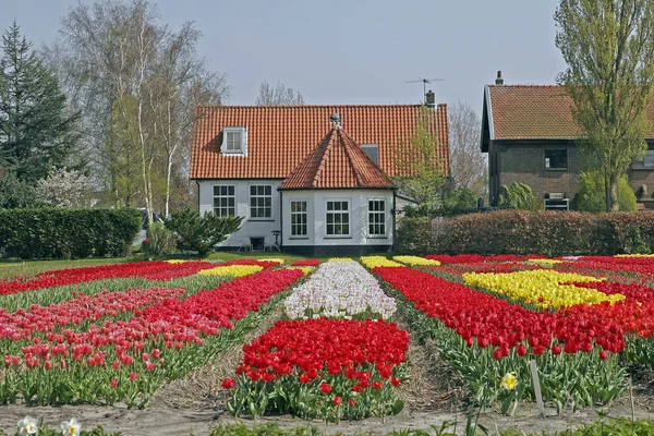 Pola tulipanów w pobliżu lisse w Holandii — Zdjęcie stockowe