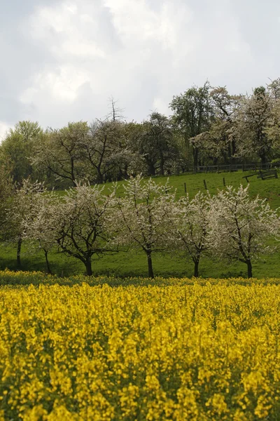 Kirschbäume mit Rapsfeld in Hagen — Stockfoto