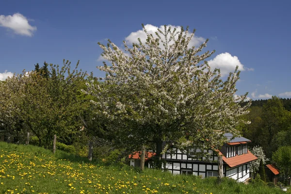 Cerejeira com casa de madeira em Hagen — Fotografia de Stock