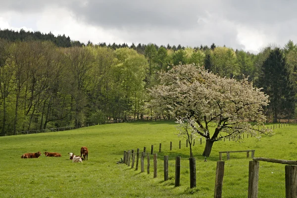 봄, 낮은 독일의 작센 지방에서 벚꽃 — 스톡 사진