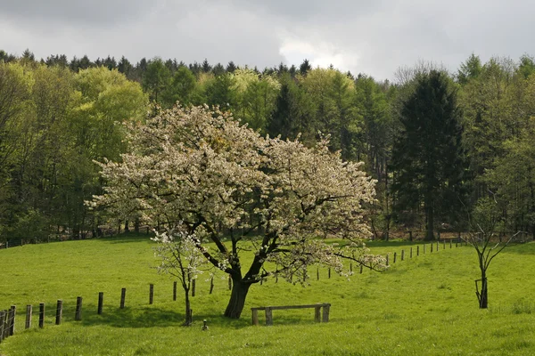 Cerezo en primavera, Baja Sajonia — Foto de Stock