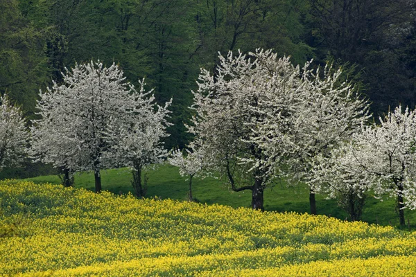 Cerejeiras com campo de estupro em Hagen — Fotografia de Stock