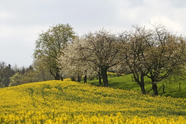 Cherry trees with rape field in Hagen — Stock Photo, Image