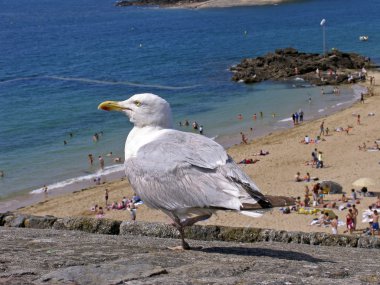 ringa martı st malo, brittany içinde