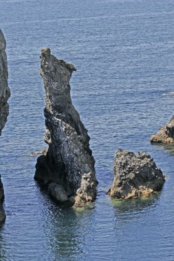 Belle-Ile, les aiguilles de liman coton