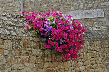 Wall with flowers (Petunia) France clipart