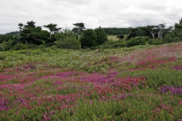 Cap Sizun, Kastel Koz, Heath landscape — Stock Photo, Image