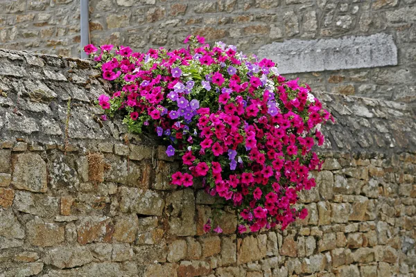 Wall with flowers (Petunia) France — Stock Photo, Image