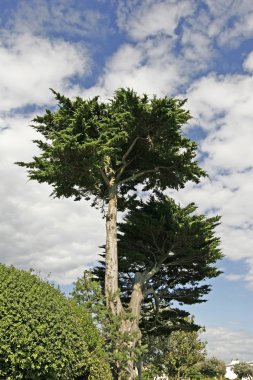 bretonic ağacı, brittany, yatay