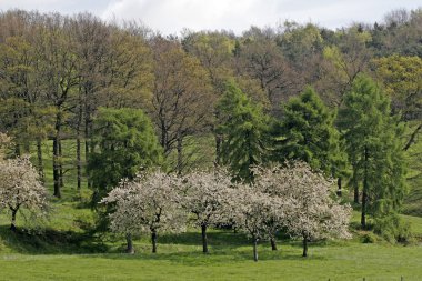 Cherry trees in Hagen, Germany clipart