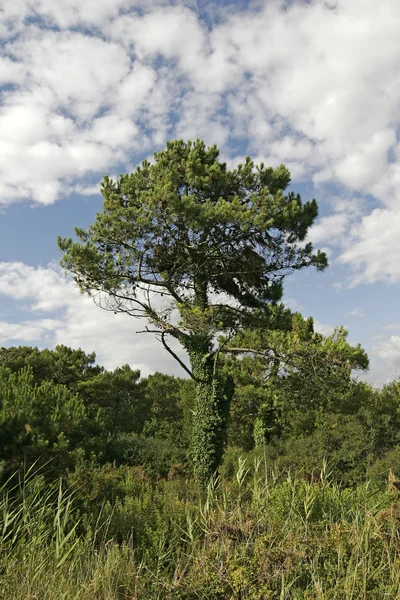 Paisaje bretónico con árbol, Bretaña — Foto de Stock