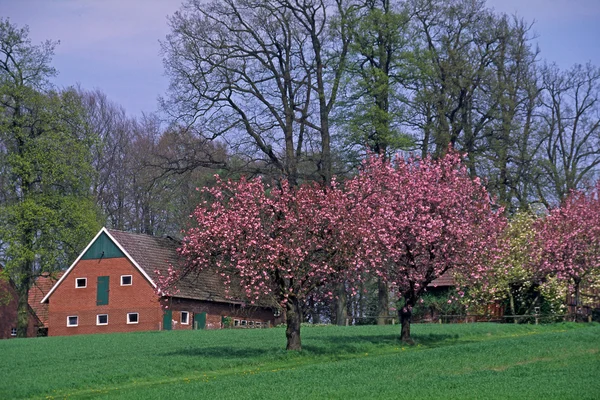 Хольпердорп, деревянный дом весной — стоковое фото