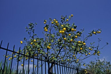 Lemon tree, Diano Marina, Liguria, Italy clipart