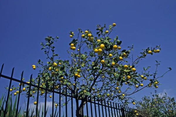 Pohon lemon, Diano Marina, Liguria, Italia — Stok Foto