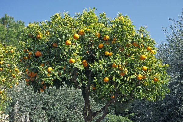Naranja dulce, Diano Castello, Liguria — Foto de Stock