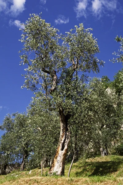 Оливковое дерево (Olea europaea) в Италии — стоковое фото
