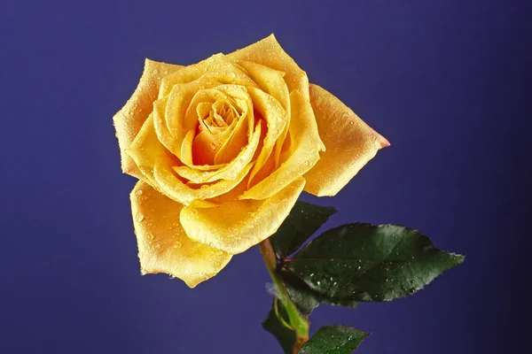 Роза, троянда з краплями дощу — стокове фото
