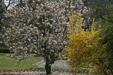 Magnolia tree in spring, Germany clipart