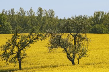 Rapeseed field with apple trees, Germany clipart