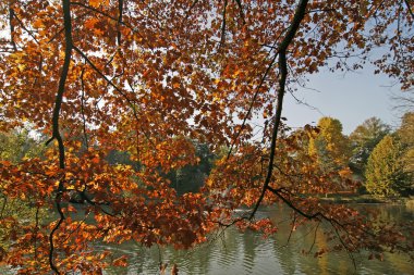 Northern Red Oak in autumn, Germany clipart