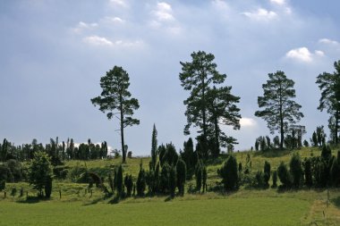 çam ve ardıç, westphalia, Almanya