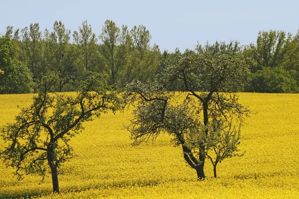 Rapeseed field with apple trees, Germany — Stock Photo, Image