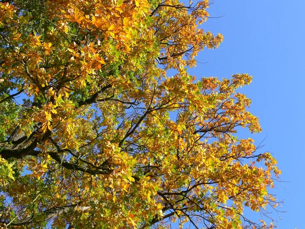 Coloración de las hojas en otoño — Foto de Stock