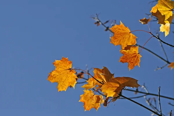 Sonbaharda akçaağaç yaprağı — Stok fotoğraf