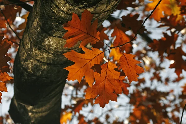 Sonbaharda Kuzey kırmızı meşe — Stok fotoğraf