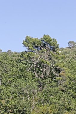 çam senanque, provence, Fransa