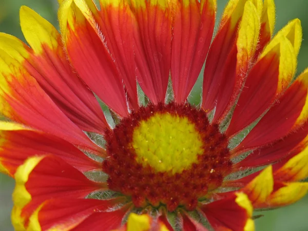 Gaillardia comum, flor de cobertor — Fotografia de Stock