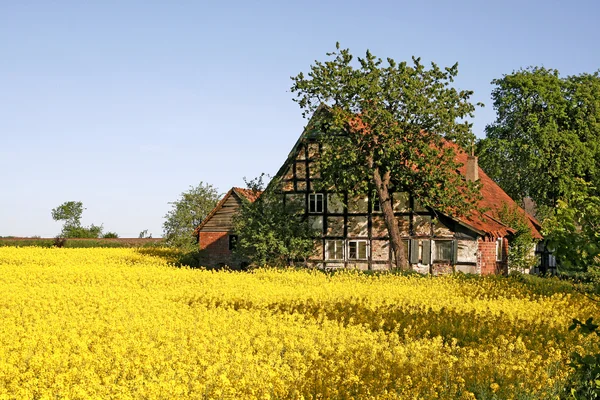 Casa in legno con campo di stupro in primavera — Foto Stock