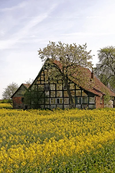 Лесопильный дом с рапсовым полем весной — стоковое фото